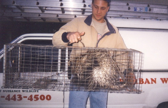 Brad with a porcupine he trapped many years ago by Suburban Wildlife Control